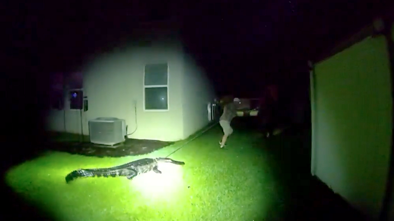 ‘This is a job for a trapper.’ Manatee alligator encounter caught on video