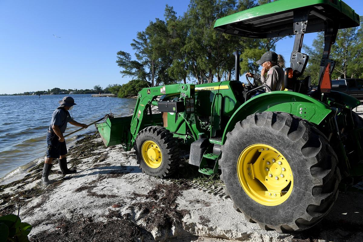 8/6/18--County workers cleaned hundreds of dead fish washed upon the shores of the Coquina Bayside Park as signs of red tide begin appearing in Manatee County in summer 2018.