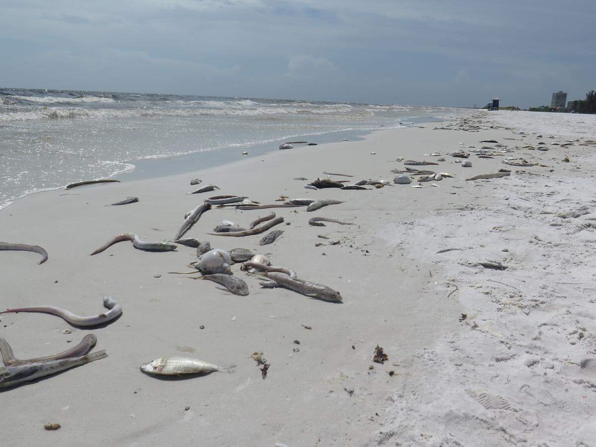 Hundreds of dead fish lined the shore on Siesta Key in Sarasota County on Thursday afternoon.