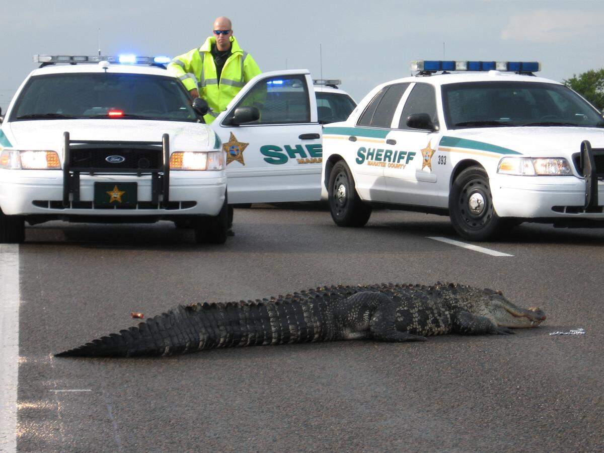 Manatee County Sheriff’s Office deputies block traffic for an alligator that decided to take a break on U.S. 301 south of Tallevast Road in this 2009 file photo. 