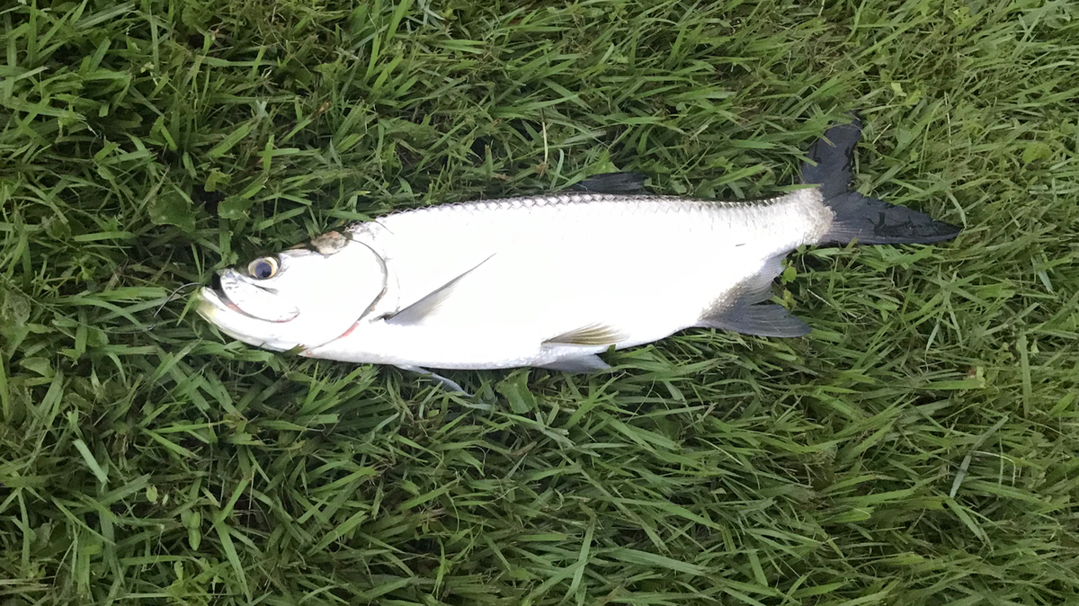 A small tarpon caught by Jon Chapman last year while fishing in freshwater.