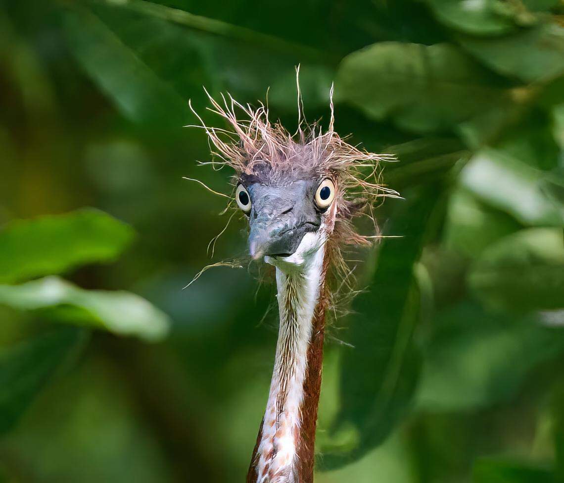 A newly hatched heron bird estimated to be around 3 days old was photographed in Bradenton on April 22, 2023.