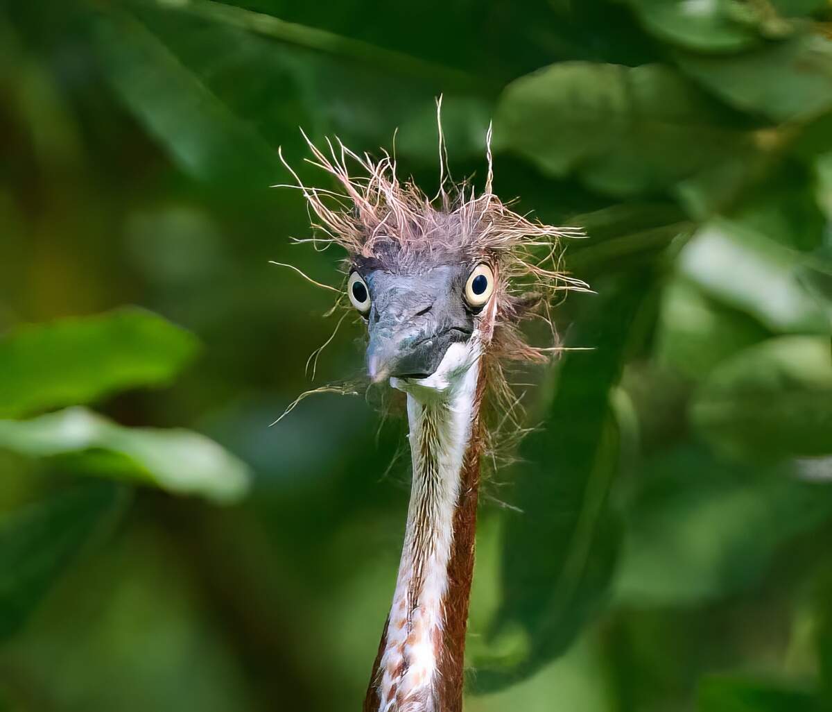 A newly hatched heron bird estimated to be around 3 days old was photographed in Bradenton on April 22, 2023.