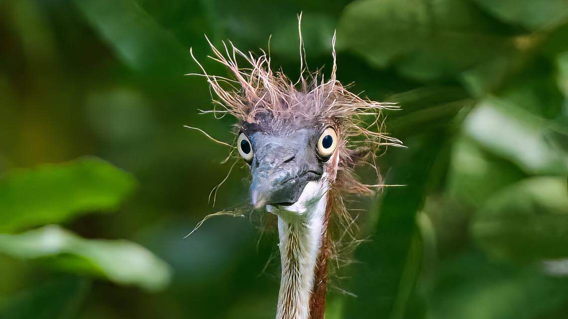 A newly hatched heron bird estimated to be around 3 days old was photographed in Bradenton on April 22, 2023.