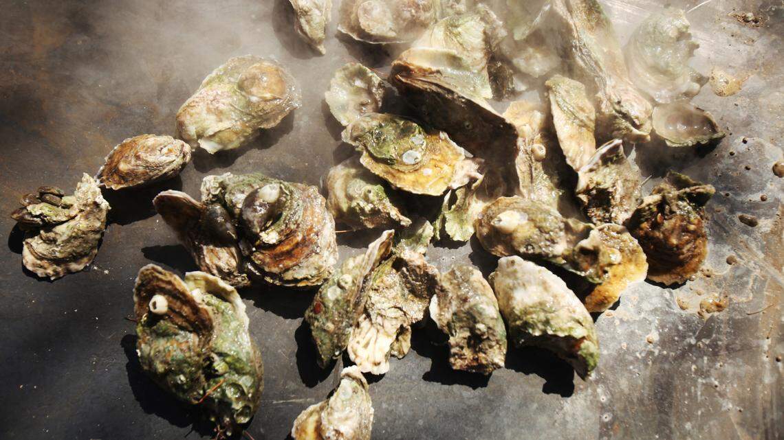 A single oyster can filter as much as 50 gallons of water a day. Combine millions of them and they could be an affective tool in keeping red tide at bay in some areas of the county’s waterways.