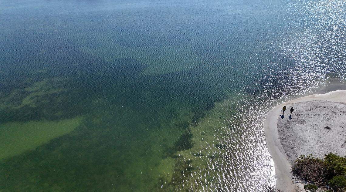 Paradise Island near Rattlesnake Key on Feb. 9, 2026. The shallow waters of Terra Ceia Aquatic Preserve would require extensive dredging to allow cruise ships to navigate the area. 