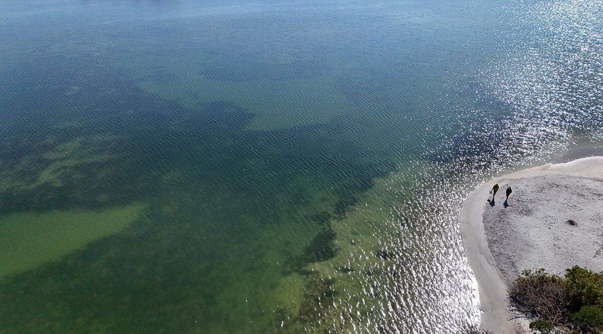 Paradise Island near Rattlesnake Key on Feb. 9, 2026. The shallow waters of Terra Ceia Aquatic Preserve would require extensive dredging to allow cruise ships to navigate the area. 