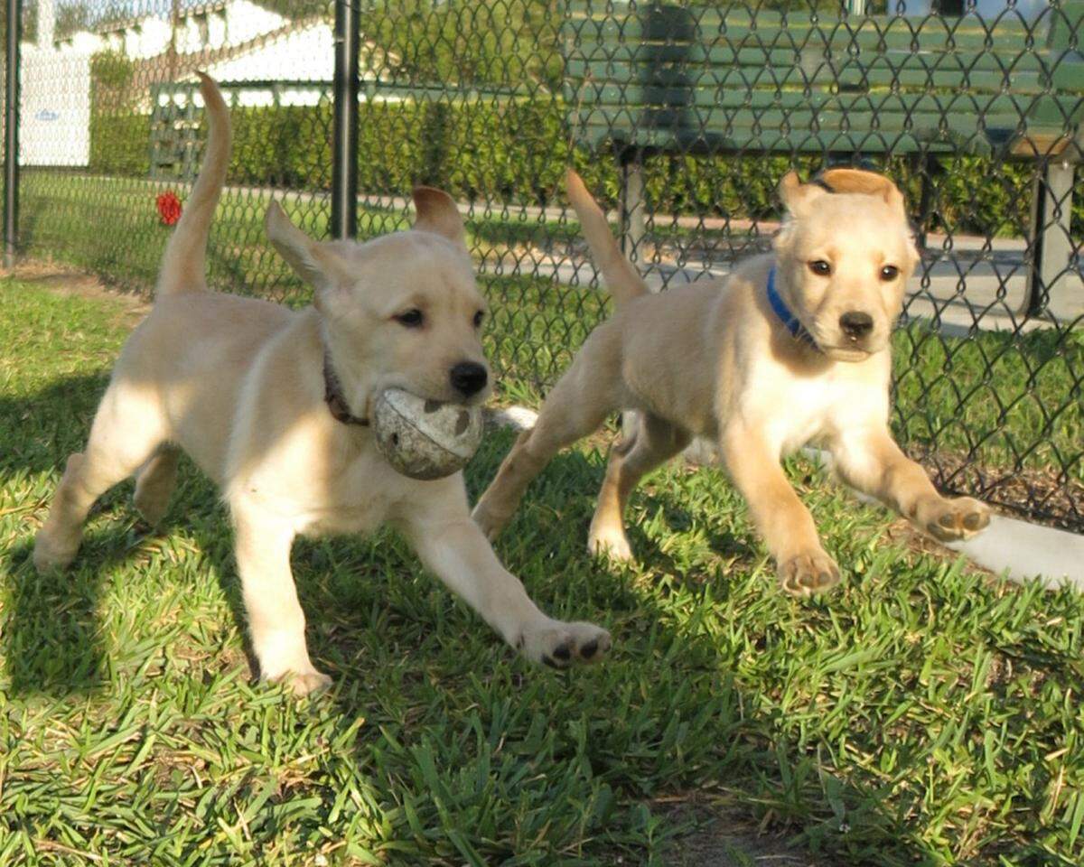 Palmetto-based Southeastern Guide Dogs is looking for puppy raisers to foster and train puppies on their way to becoming service dogs.