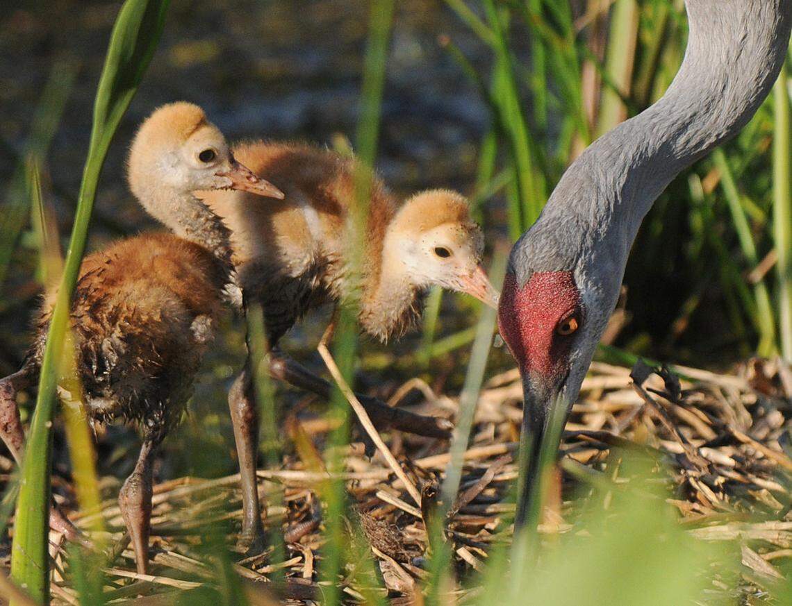 Two sandhill crane chicks stay close to a parent in a nest tucked in the greenery of a pond in the area of Creekwood Boulevard, just north of State Road 70 in East Manatee.