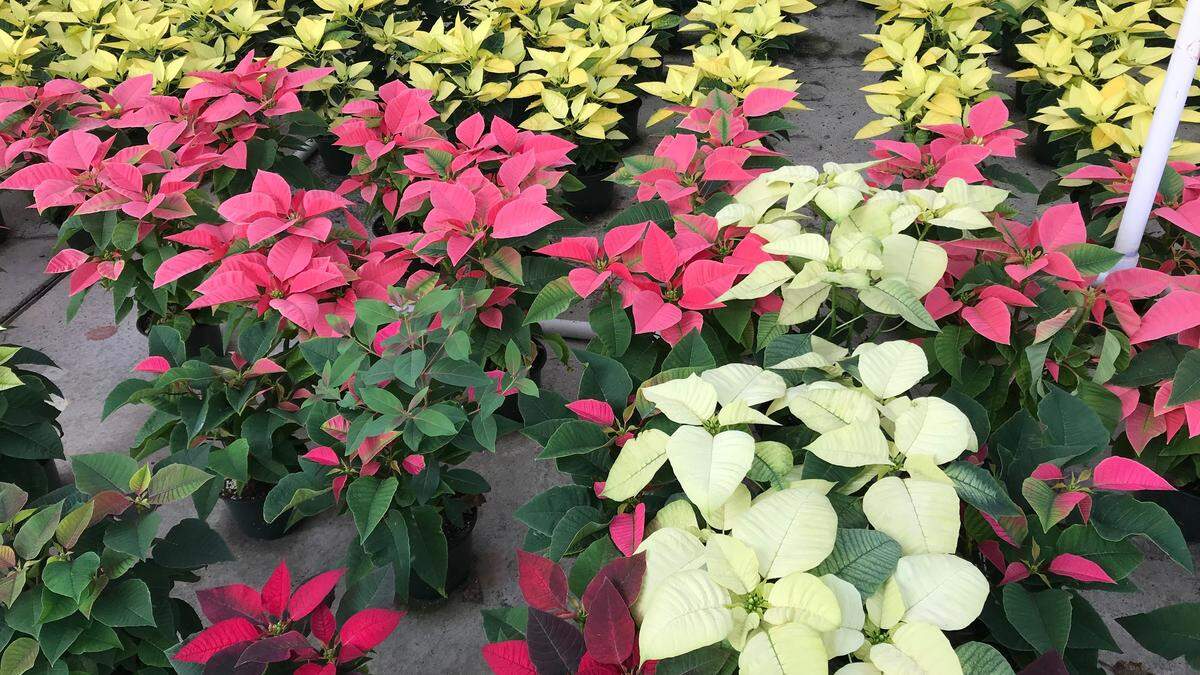 Traditional red isn’t the only color of poinsettia available.