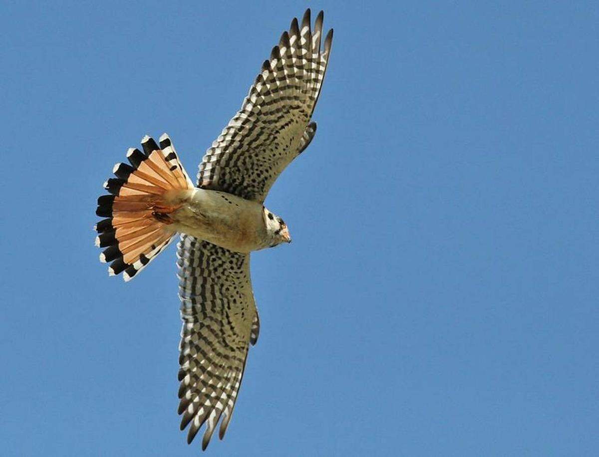The Southeastern American kestrel is a “non-migratory subspecies of kestrel found in open pine savannahs, sandhills, prairies and pastures in Florida,” according to the Florida Fish and Wildlife Conservation Commission.