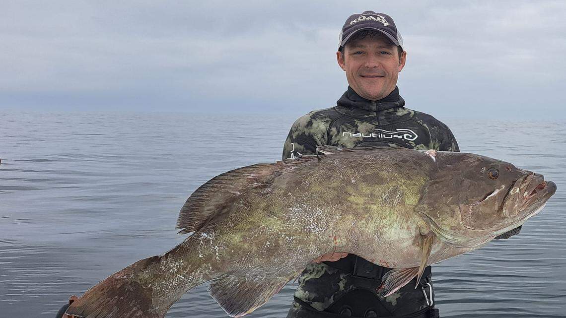 How a Tampa Bay spearfisherman avoided an aggressive shark for a 41-inch gag grouper
