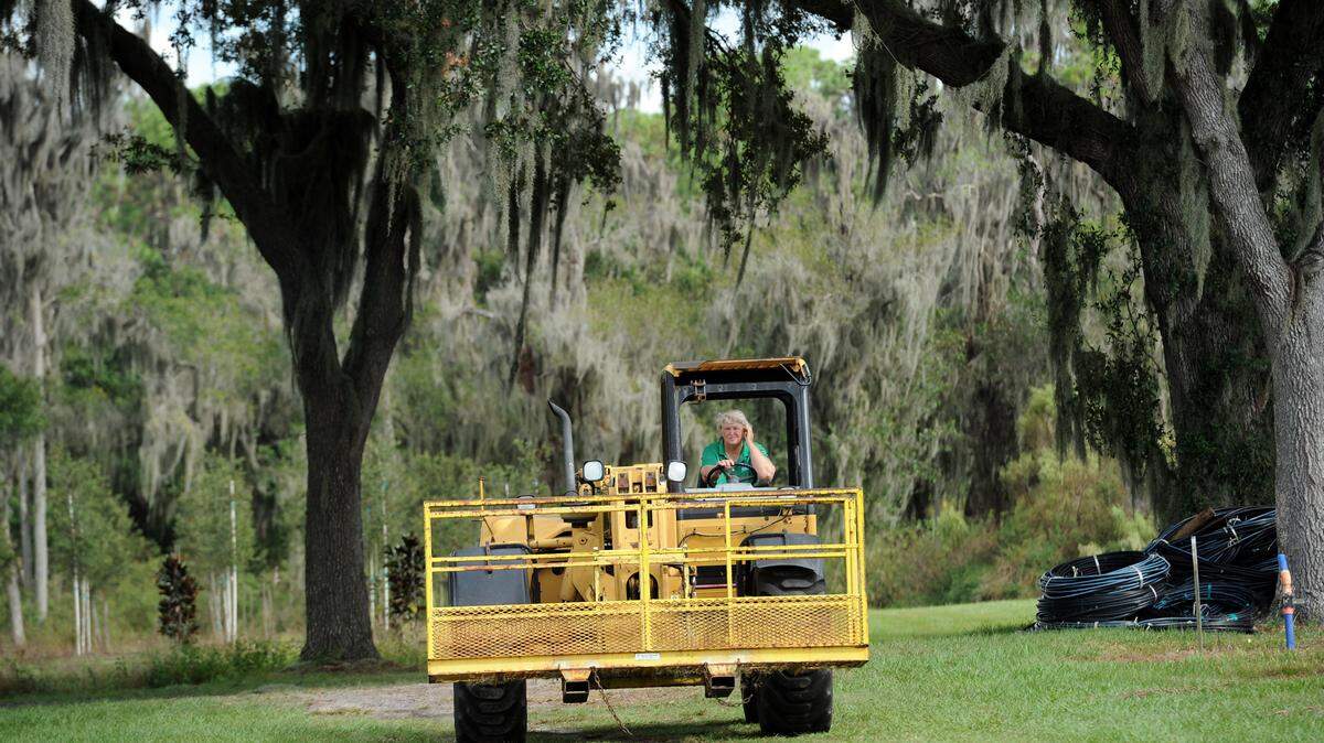 Priscilla Trace of Ellenton Nursery Growers drives a tractor through some majestic oaks. The business will be a stop on the Farm City Week tour. 
 TIFFANY TOMPKINS-CONDIE/Bradenton Herald
