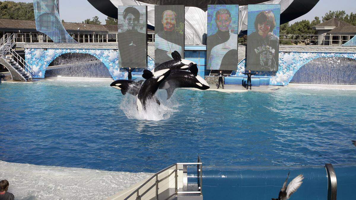 Killer whales leap out of the water while performing during SeaWorld's Shamu show in San Diego. CHRIS PARK/AP Photo File