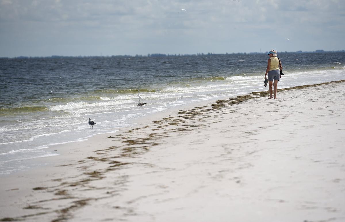 A stiff breeze Monday kept the air smelling fresh, with just a hint of red tide smell. No dead fish were in evidence, though the water was still an off color on the North end of Anna Maria Island.
