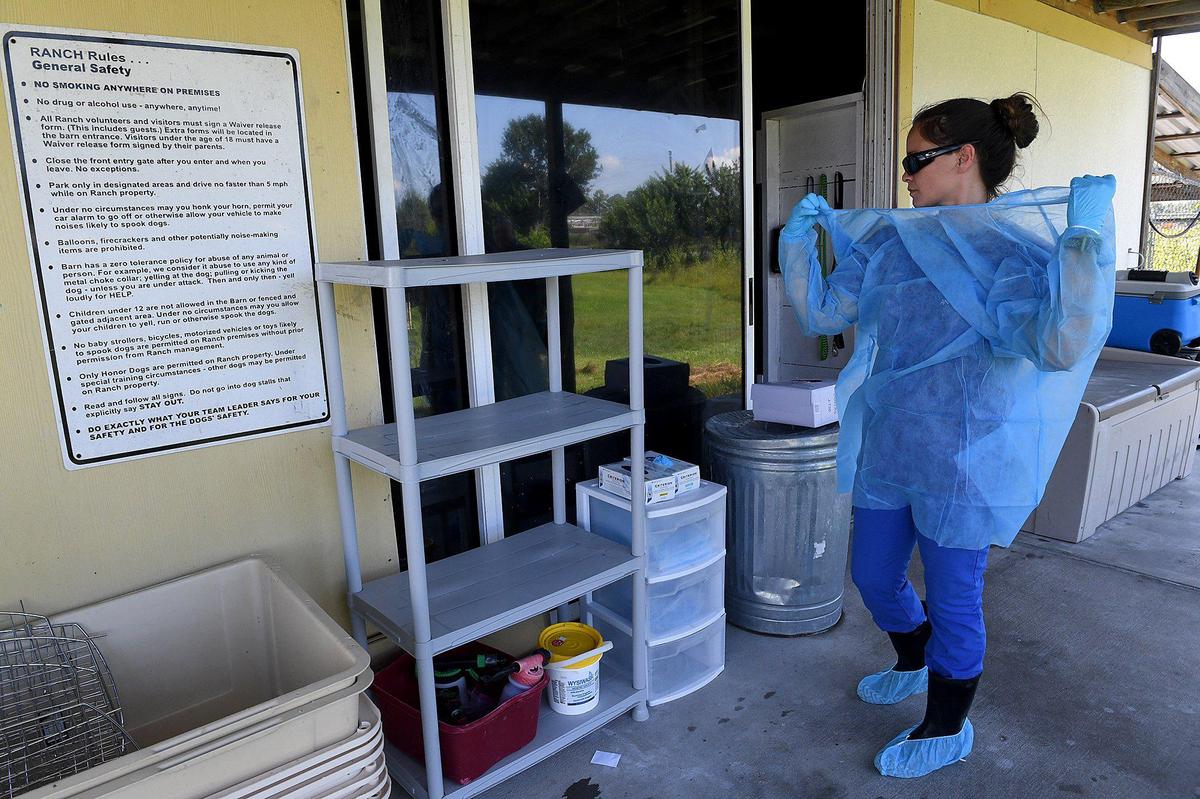 Chelsea Fieber, a kennel technician, suits up to go into the quarantine area where six dogs brought to Nate’s Honor Animal Rescue are recuperating in the aftermath of Hurricane Dorian from the Bahamas.