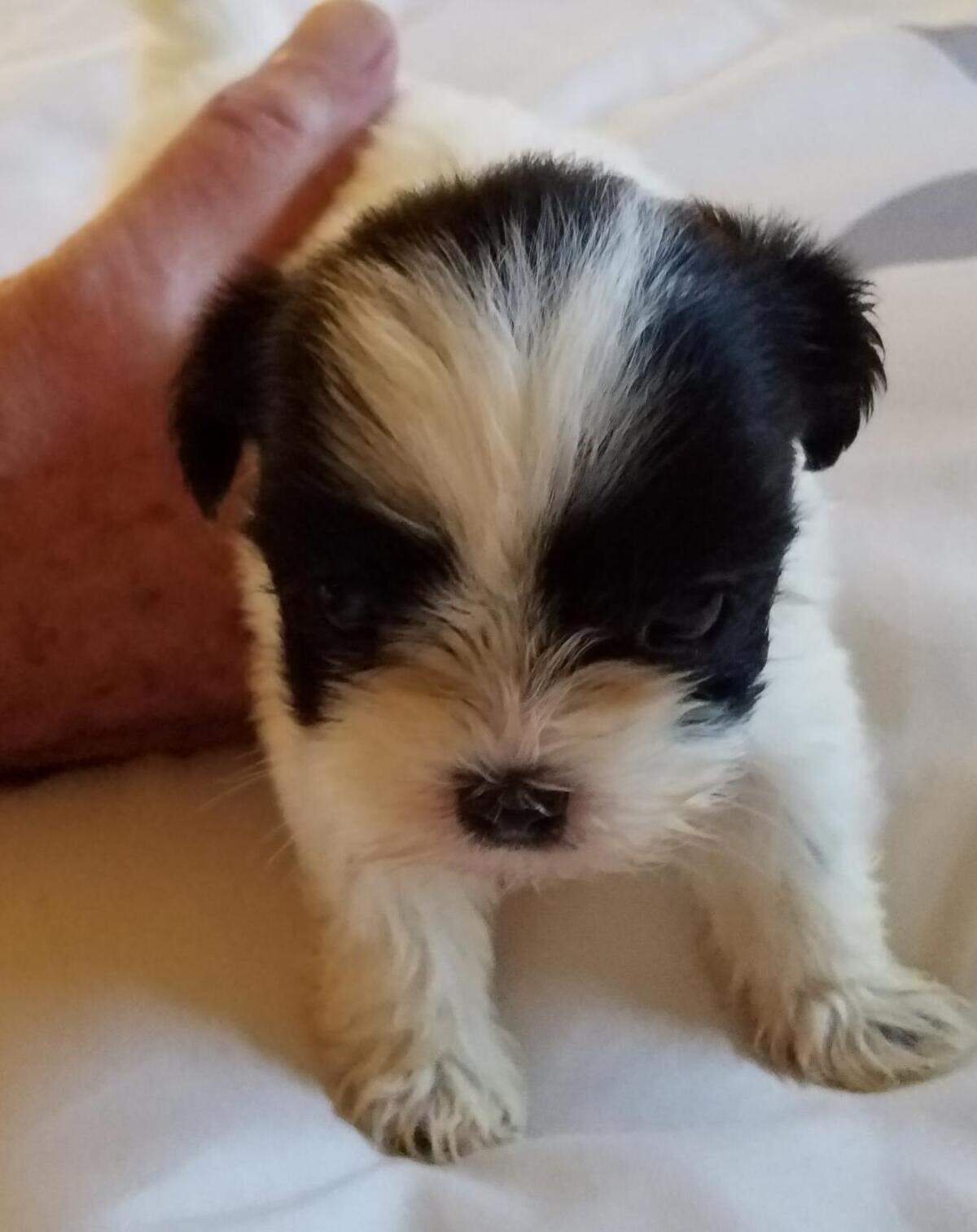 A puppy currently up for adoption through UnderDog Rescue of Florida.