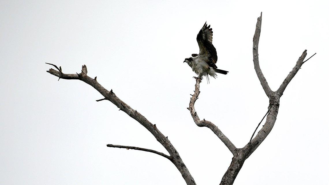 Manatee referendum asks voters to raise taxes to pay for new parks, conservation land