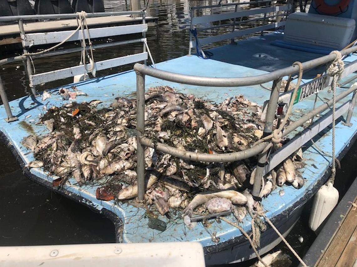 Skylar Sostack and Destiny Ibasfalean, both from Manatee County, worked to clear heaps of dead fish near the Hyatt Regency in downtown Sarasota on Thursday afternoon.