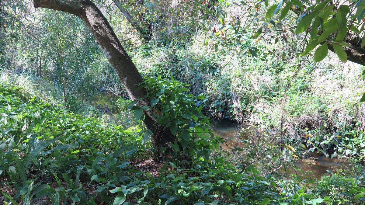Some East Manatee residents are concerned about erosion around the Pearce Canal as new developments continue to be approved. 
 CLAIRE ARONSON/Bradenton Herald