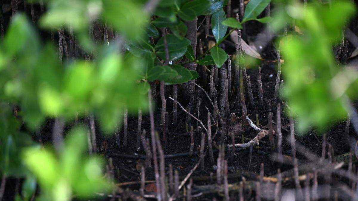 Mangroves at the small Ungarelli Preserve at 4000 Palma Sola Blvd. in Bradenton. Photo taken August 4, 2025.