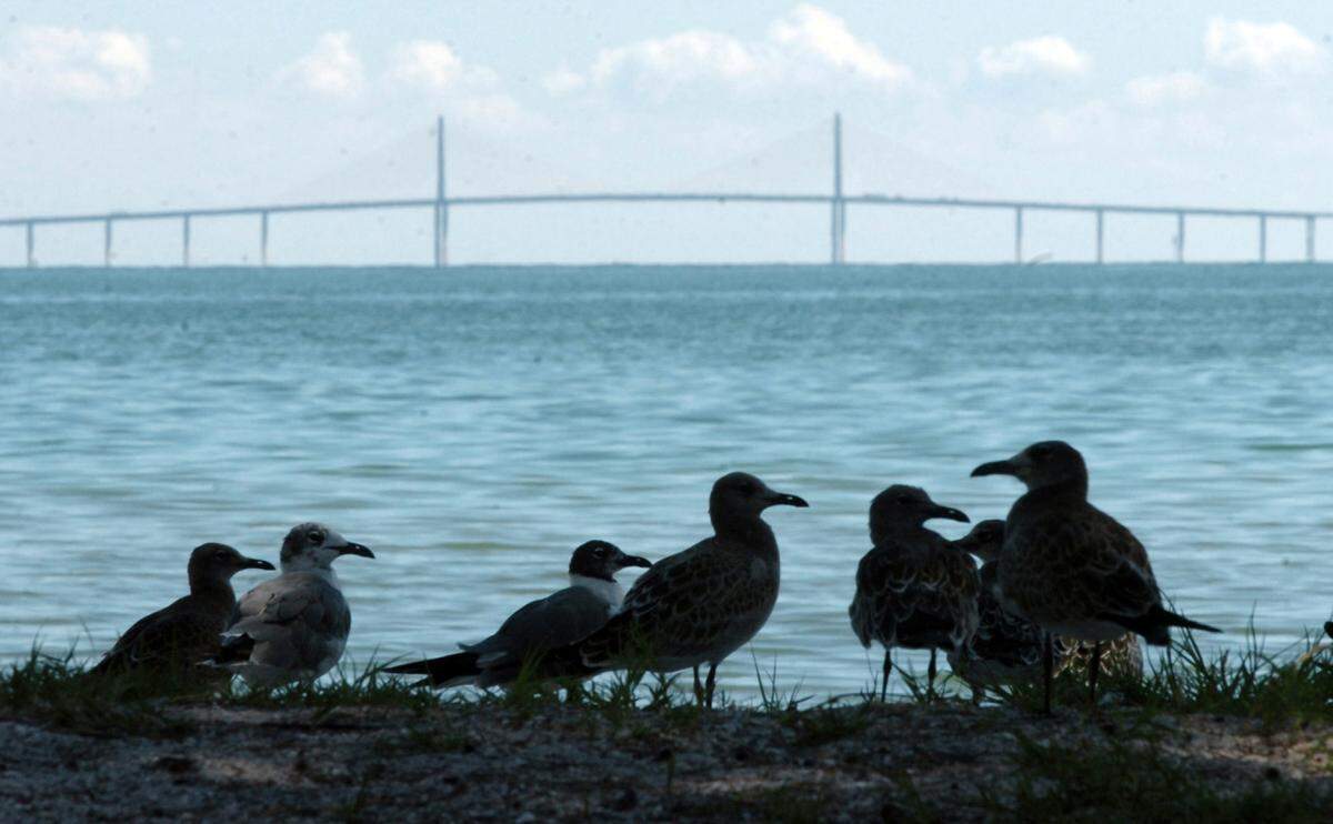 Seagulls rest in the shade at Bayfront Park and Beach in Anna Maria.