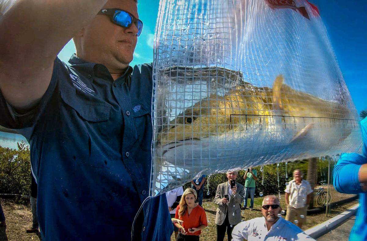 Brian Gorski, executive director of Coastal Conservation Association, showing off some of the thousands of redfish released recently in Tampa Bay area waters.