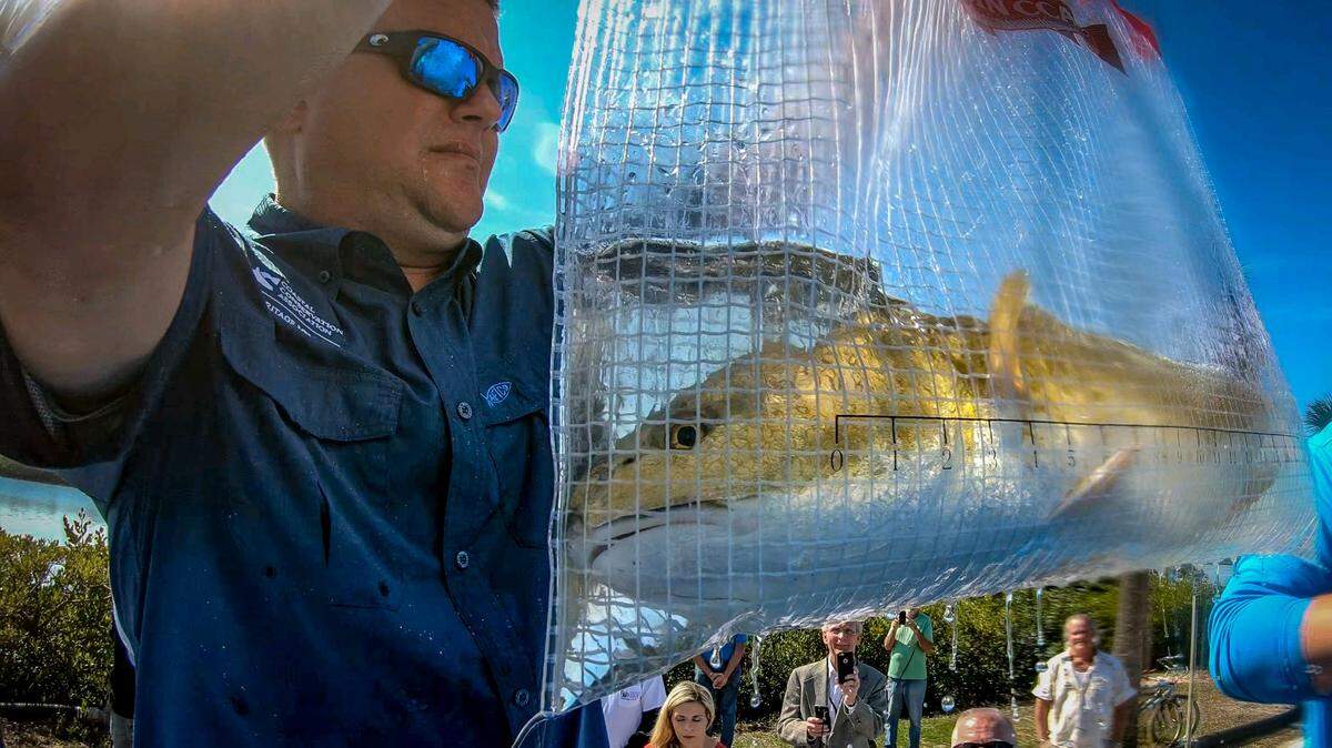 Brian Gorski, executive director of Coastal Conservation Association, showing off some of the thousands of redfish released recently in Tampa Bay area waters.