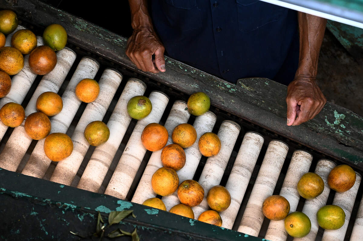 A Mixon Fruit Farms employee sorts through oranges as they pass on a conveyer during the last juice run for the Bradenton business before closing the business at the end of April.