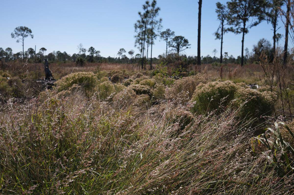 Duette Preserve might look barren at first glance, but a closer look on a trek through the conservation lands reveals a wide variety of wildlife.