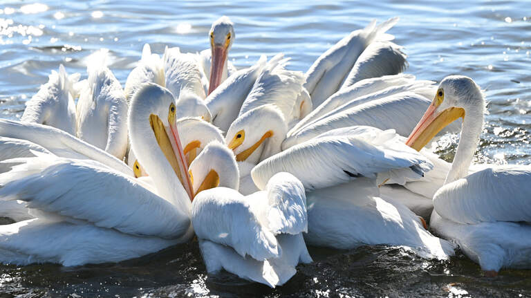 Pelican paradise: Florida’s other snowbirds make annual splash landing in Bradenton