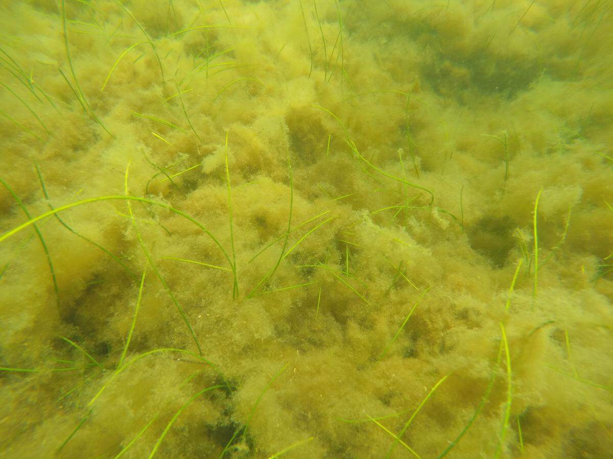 A seagrass meadow covered in macroalgae.