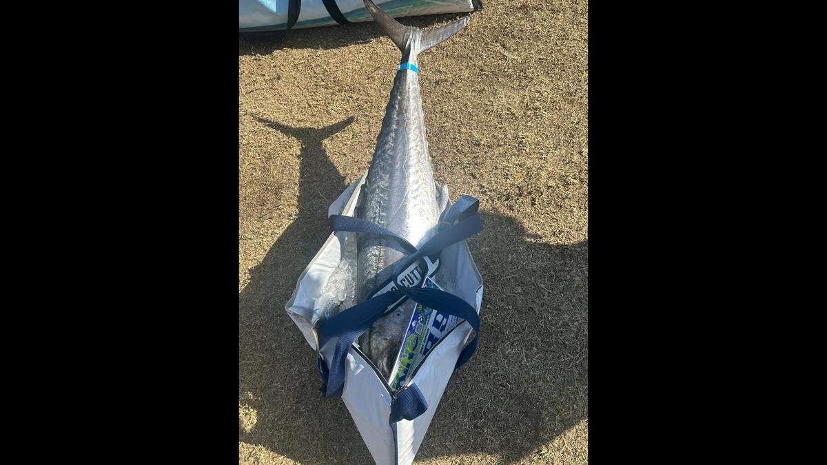 Don Vining and Jenn Privalle caught a 50-inch kingfish that stuck out of a 30-inch bag during the 32nd annual Old Salts Spring King of the Beach.