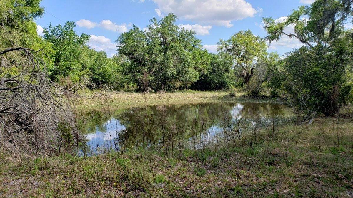 Big Waters Land Trust, a nonprofit that works to conserve land in Southwest Florida, helped Manatee County Government permanently protect 13 acres adjacent to Crane Park and the Myakka River in East Manatee County.
