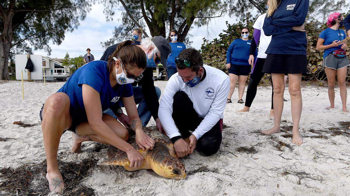 New crosswalk lights may be to blame for a car accident that killed a nesting sea turtle on Anna Maria Island earlier this week. In this 2021 Bradenton Herald file photo, Mote Marine releases a loggerhead sea turtle near the northern tip of Anna Maria Island.