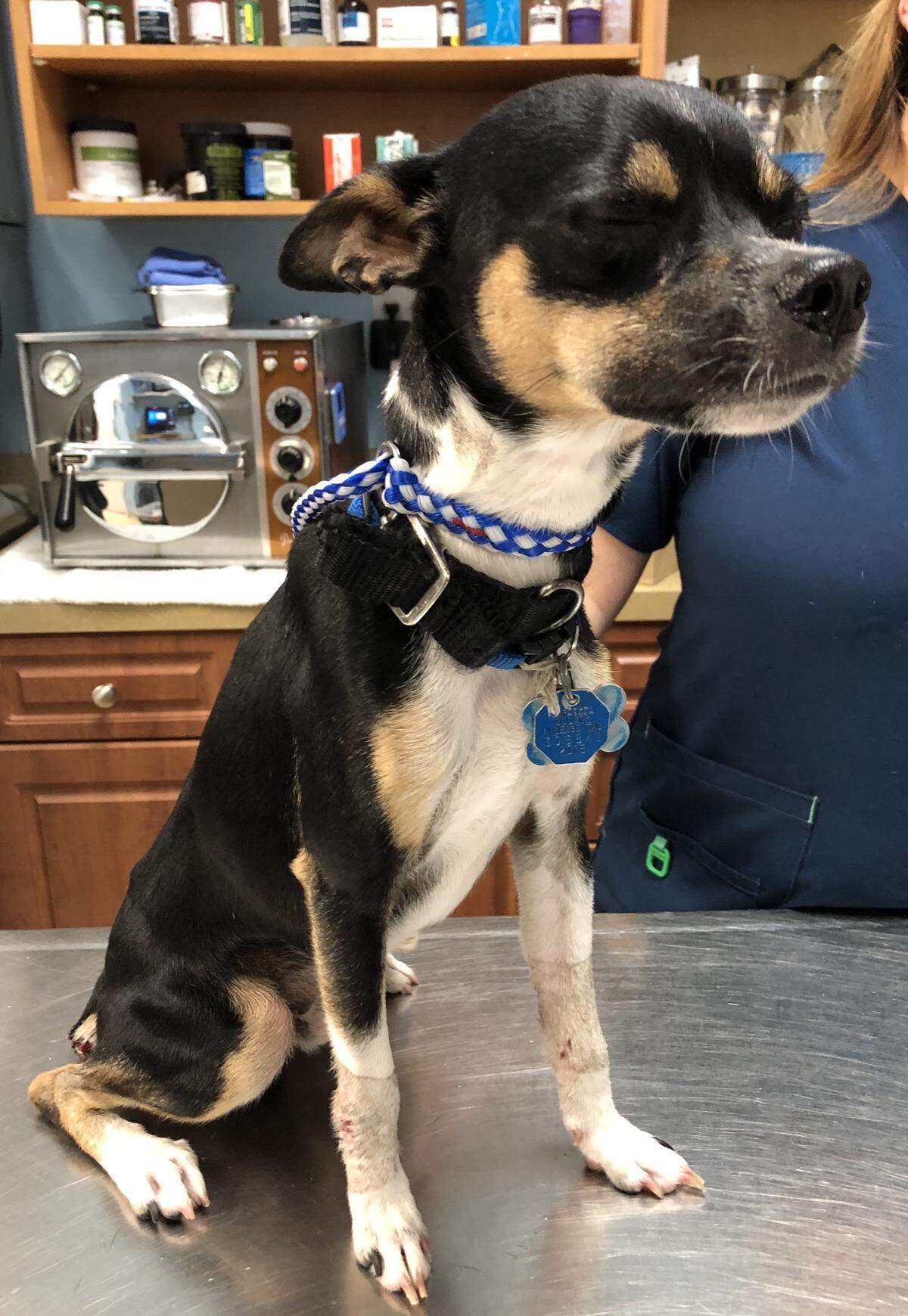 Randy, a 1-year-old Chihuahua-terrier mix, was cared for by a veterinarian after deputies say his owner, Pablo Vega-Padron, 77, cut off the dog’s tail using tree branch clippers.