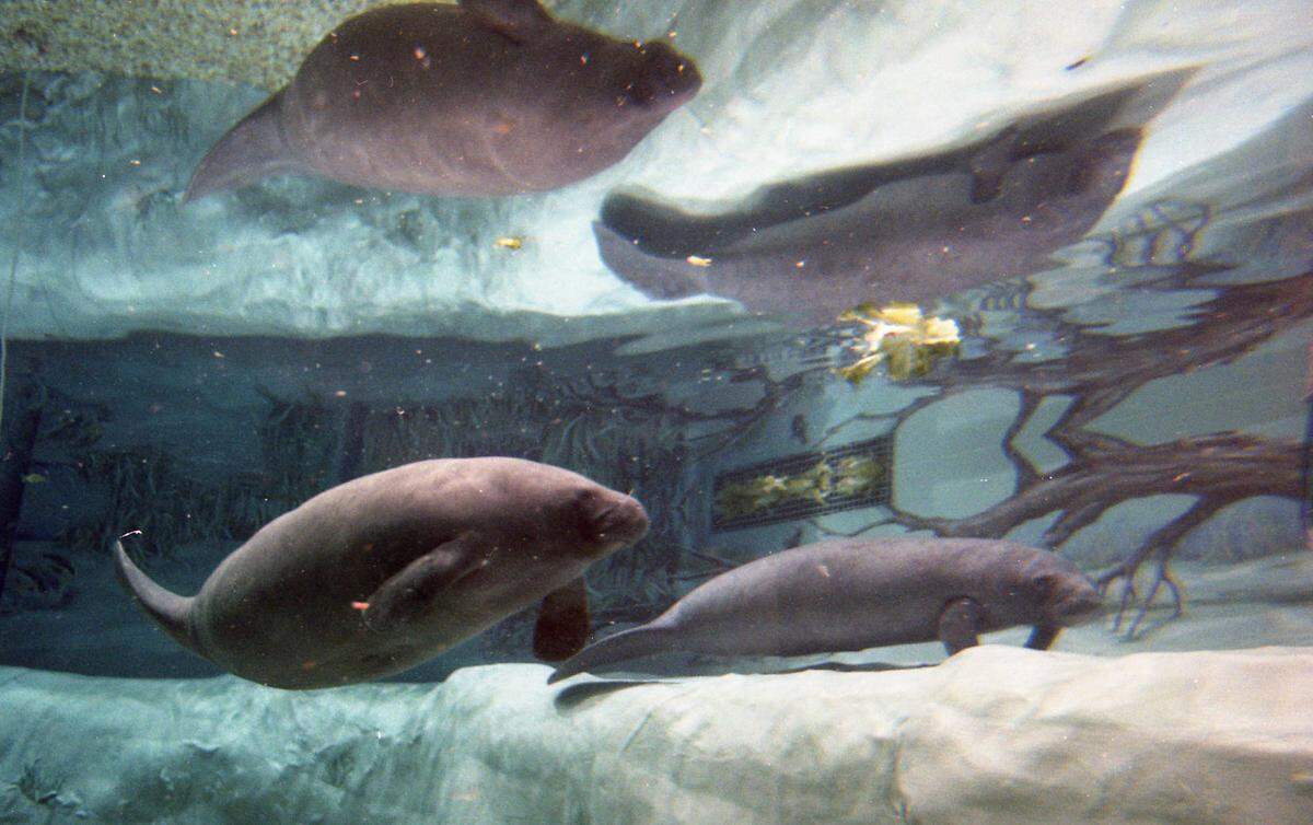 Snooty and Newton, manatees at South Florida Museum, swim in their tank in 1998.