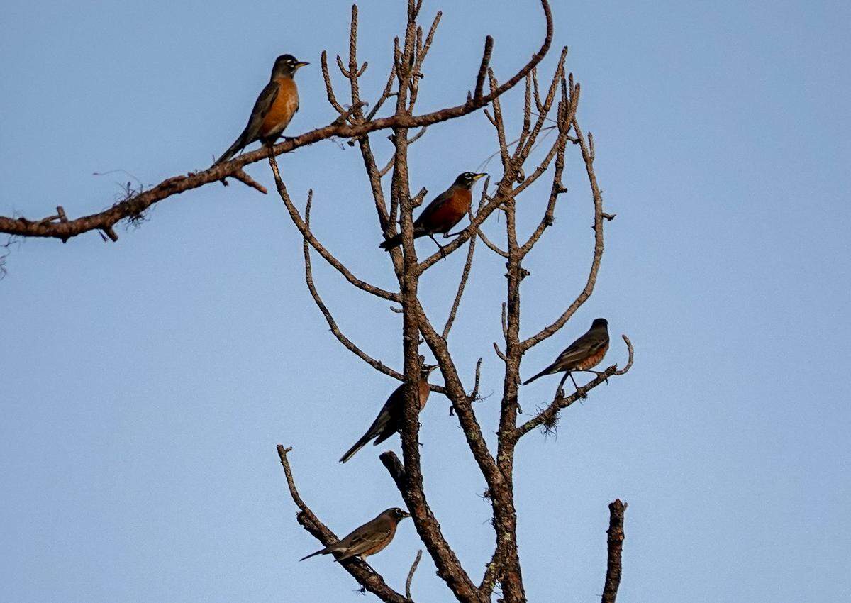 American robins perch on a tree during Manatee County Audubon Society’s 2024 Christmas bird count.