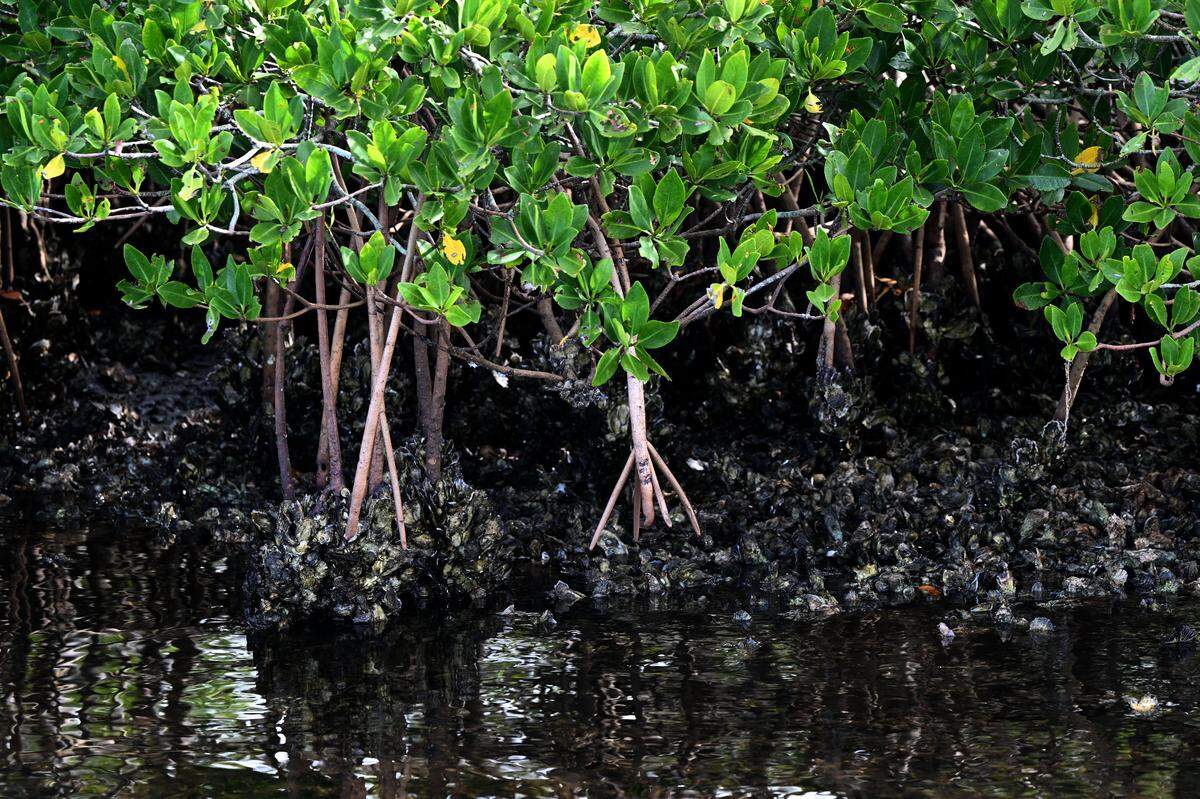 Oysters can be found in the roots of mangroves in patches all along the river. Founder and Exec. Dir. Damon Moore of the nonprofit Oyster River Ecology is working with Manatee County to restore shellfish and improve water quality in Manatee River near Tampa Bay
