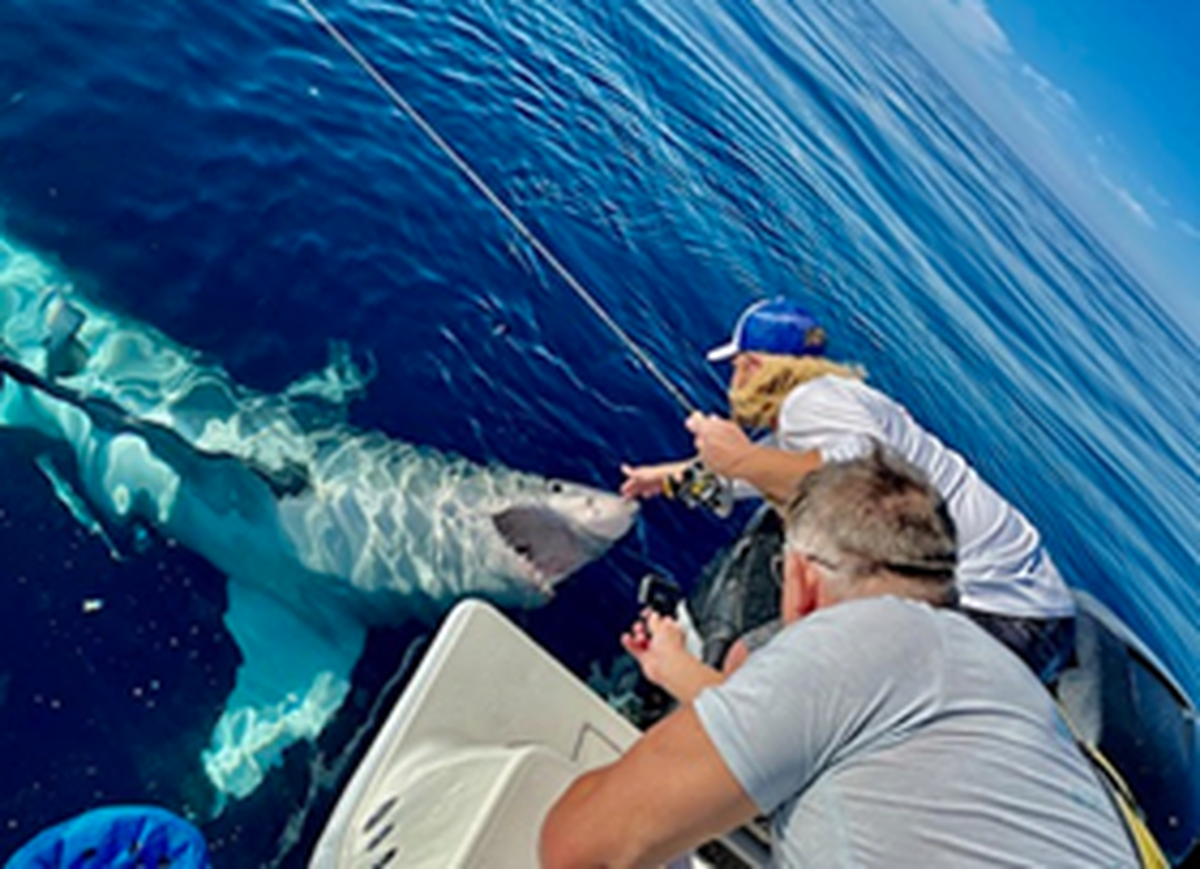 El capitán Tyler Levesque agachándose para acariciar un gran tiburón blanco que nadaba cerca de un barco pesquero en el Golfo de México. Por momentos, el pez gigante intentó dar un mordisco a la embarcación, antes de alejarse nadando al cabo de unas dos horas.