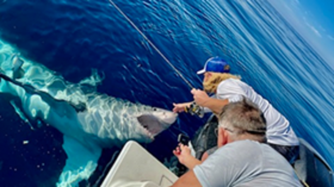 Outdoors Column | A close encounter with a great white shark in Gulf of Mexico. There’s a video