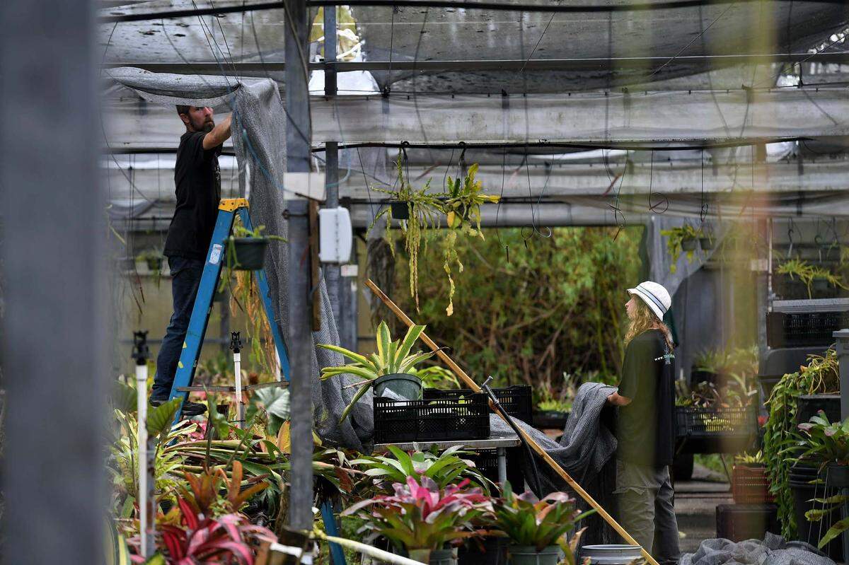 Frank Smith and Tyler Coffman work on repairing the shade covers on grow houses at Tropiflora, a major grower of bromeliads.