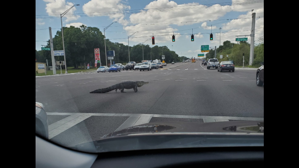 A very large and extremely confident alligator brought traffic to a standstill near Tampa Monday, when it decided 1:30 p.m. was the perfect time to cross six lanes near an Interstate 75 exit ramp in Central Florida.