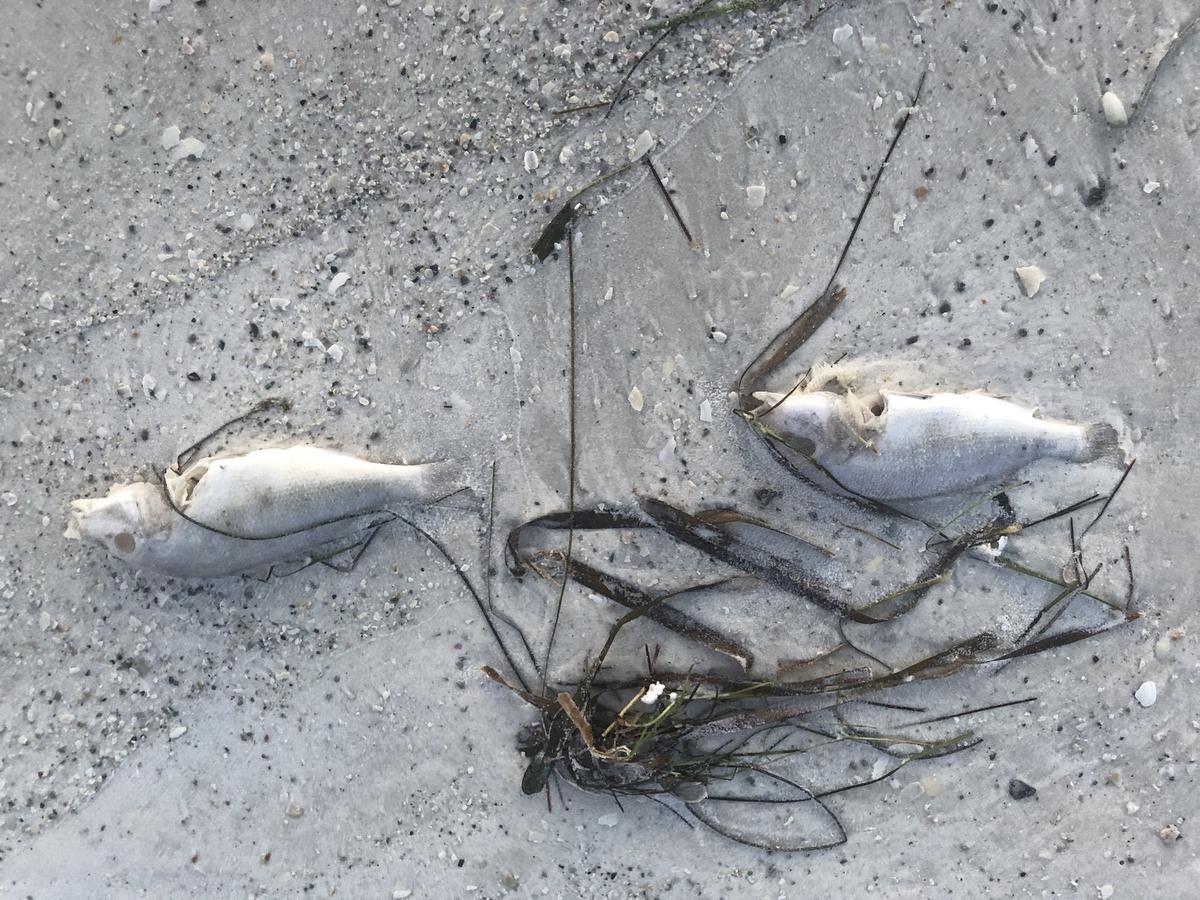Some dead fish were washed ashore north of Manatee Public Beach on Saturday. A red tide bloom is having a patchy impact on Anna Maria Island’s coastlines.