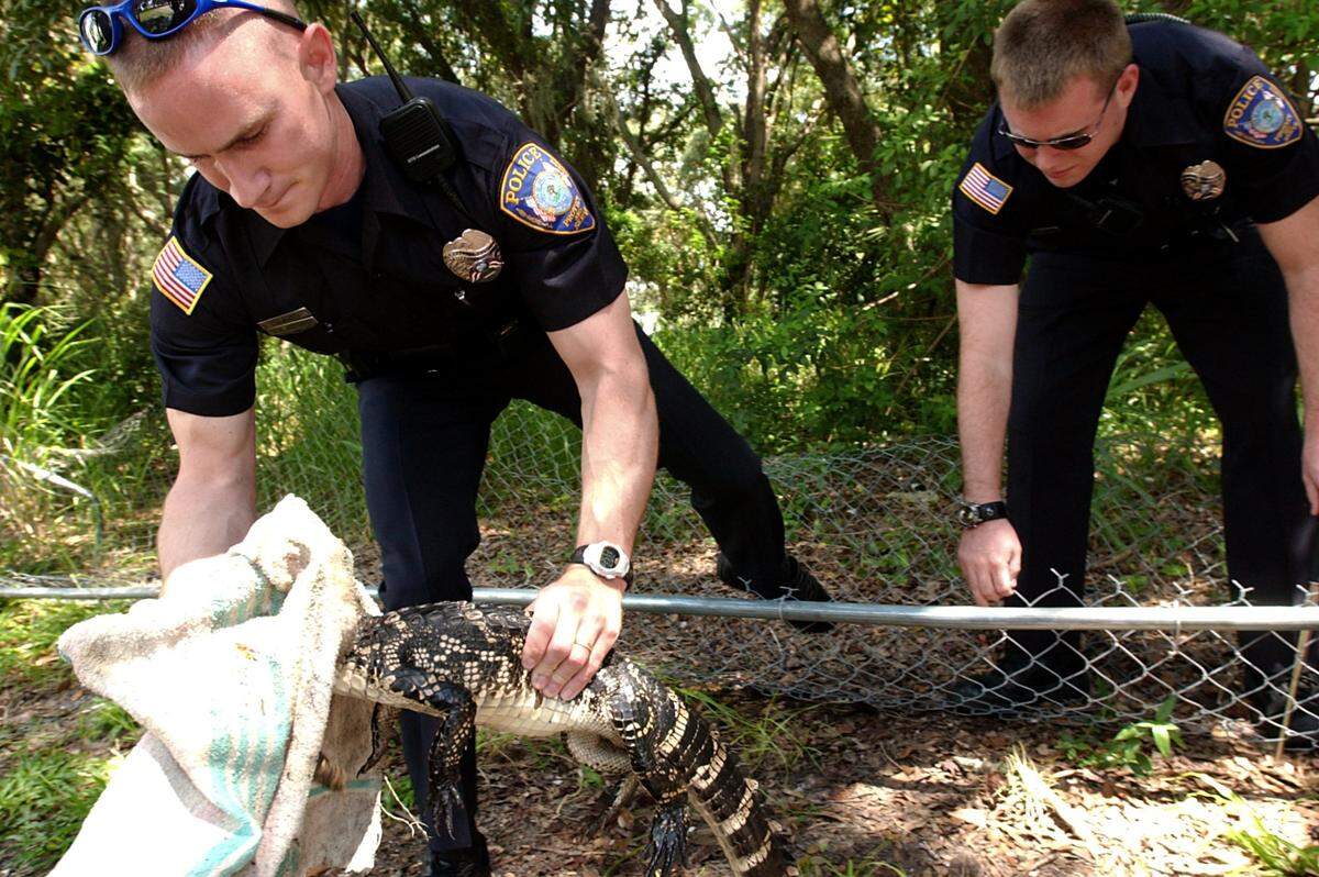 City of Bradenton police officers pull a 4-foot alligator out from under a fence after trapping the wayward gator at the Page Projects apartments in this 2003 file photo. 