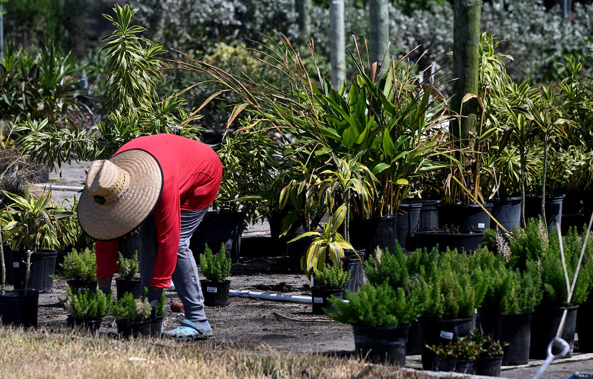 Orban’s Nursery in Northwest Bradenton has been an icon in Manatee County, famous for its annual poinsettia sales. Hurricane Helene devastated the family business, which has been in operation for 100 years and growing poinsettias for over 70 years.