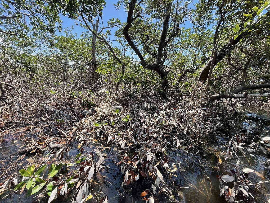 Local environmental advocates have raised concern with recent mangrove trimming along the western shoreline of Sarasota Bay, where the Aqua by the Bay development is under construction.