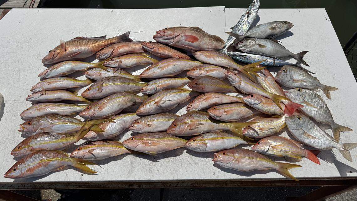 This Gulf catch is ‘back with a vengeance’ after hurricanes, angler says