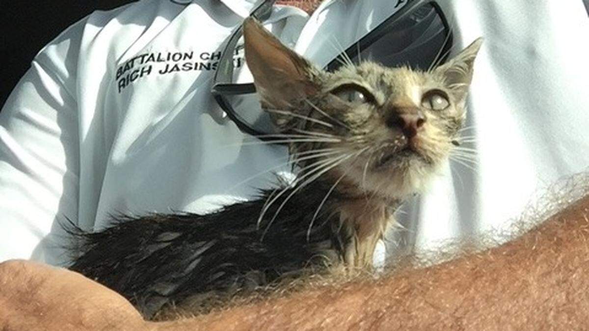 A 7-week-old kitten is expected to make a full recovery after it reportedly jumped off the Manatee Avenue Bridge on Monday.