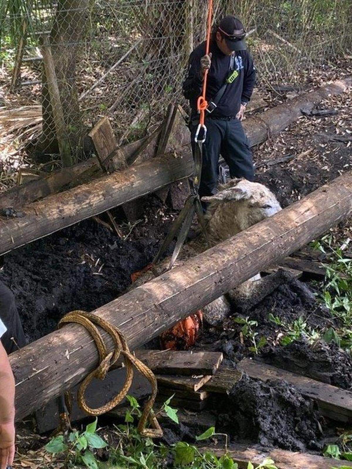 Cecil, a 400-500 lb donkey, was rescued by North River Fire’s Technical Rescue Team April 30, 2022.